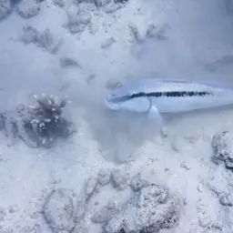 Dash-dot Goatfish, photo 2
