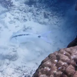 Dash-dot Goatfish, photo 3