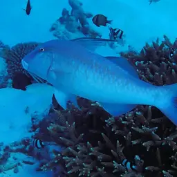 Dash-dot Goatfish, photo 4
