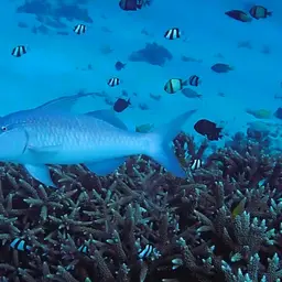 Dash-dot Goatfish, photo 5