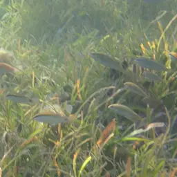 Dash-dot Goatfish, photo 6
