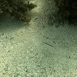 Dash-dot Goatfish, photo 7