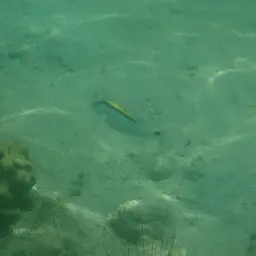 Dash-dot Goatfish, photo 8