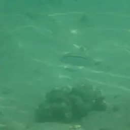 Dash-dot Goatfish, photo 9