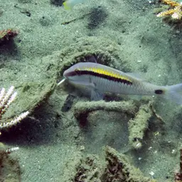 Dash-dot Goatfish, photo 10