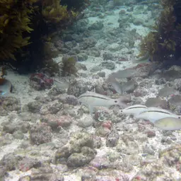 Dash-dot Goatfish, photo 11