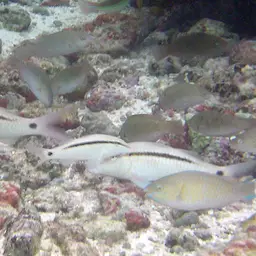 Dash-dot Goatfish, photo 12