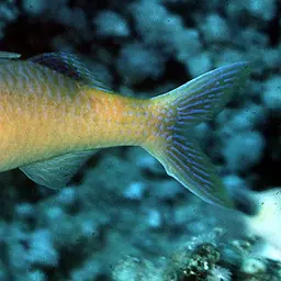 Blue Kumu