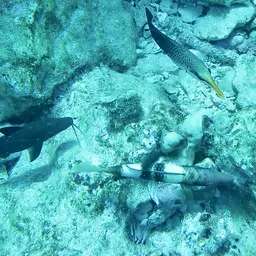 Blue Kumu, photo 2