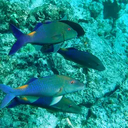 Blue Kumu, photo 4