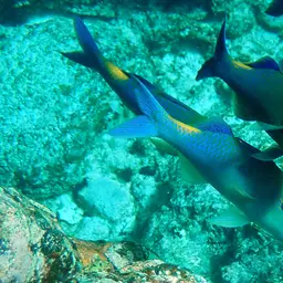 Blue Kumu, photo 5