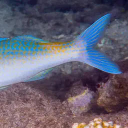 Blue Kumu, photo 8