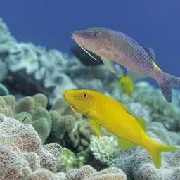 Blue Kumu, photo 9