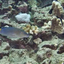 Blue Kumu, photo 11