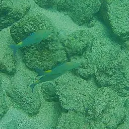 Blue Kumu, photo 12