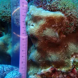 Leaf Coral, photo 2