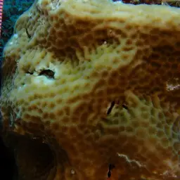 Leaf Coral, photo 3
