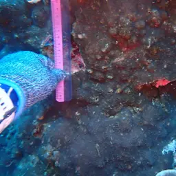 Leaf Coral, photo 4