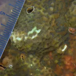 Leaf Coral, photo 5