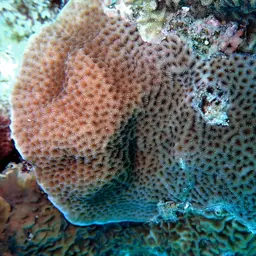 Leaf Coral, photo 1
