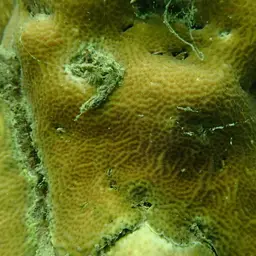 Leaf Coral, photo 6