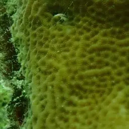Leaf Coral, photo 7
