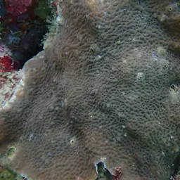 Leaf Coral, photo 8