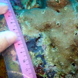 Leaf Coral, photo 9