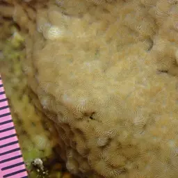 Leaf Coral, photo 10