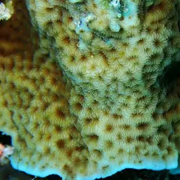 Leaf Coral, photo 11