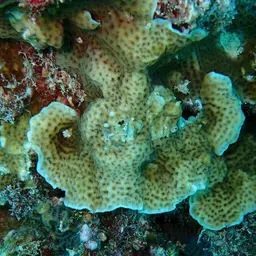 Leaf Coral, photo 12