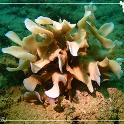 Potato Chip Coral, photo 2