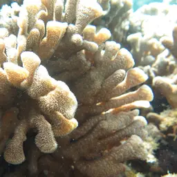 Potato Chip Coral, photo 3