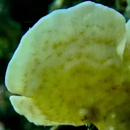 Potato Chip Coral, photo 1