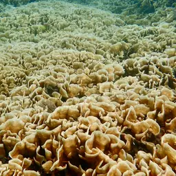 Potato Chip Coral, photo 4