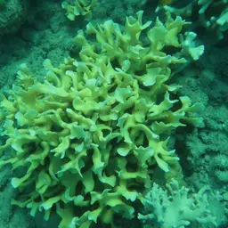 Potato Chip Coral, photo 5