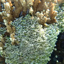 Potato Chip Coral, photo 6