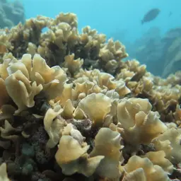 Potato Chip Coral, photo 7