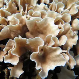 Potato Chip Coral, photo 8