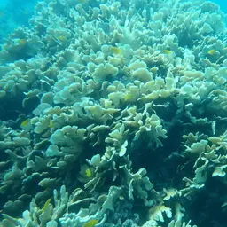 Potato Chip Coral, photo 9