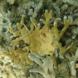 Potato Chip Coral, photo 10