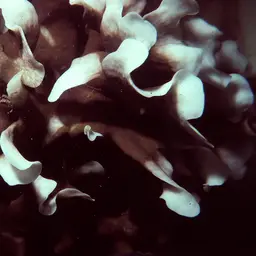 Potato Chip Coral, photo 11
