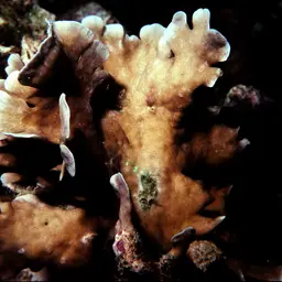 Potato Chip Coral, photo 12