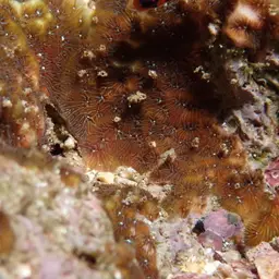 Leaf Coral, photo 2