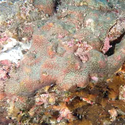 Leaf Coral, photo 3
