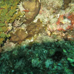 Leaf Coral, photo 4