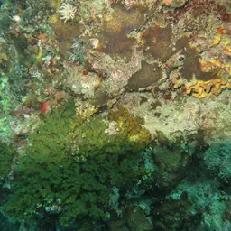 Leaf Coral, photo 5