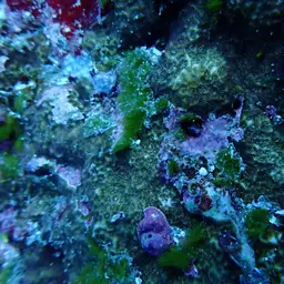 Leaf Coral, photo 6