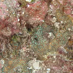 Leaf Coral, photo 7