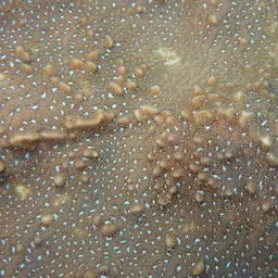 Leaf Coral, photo 8